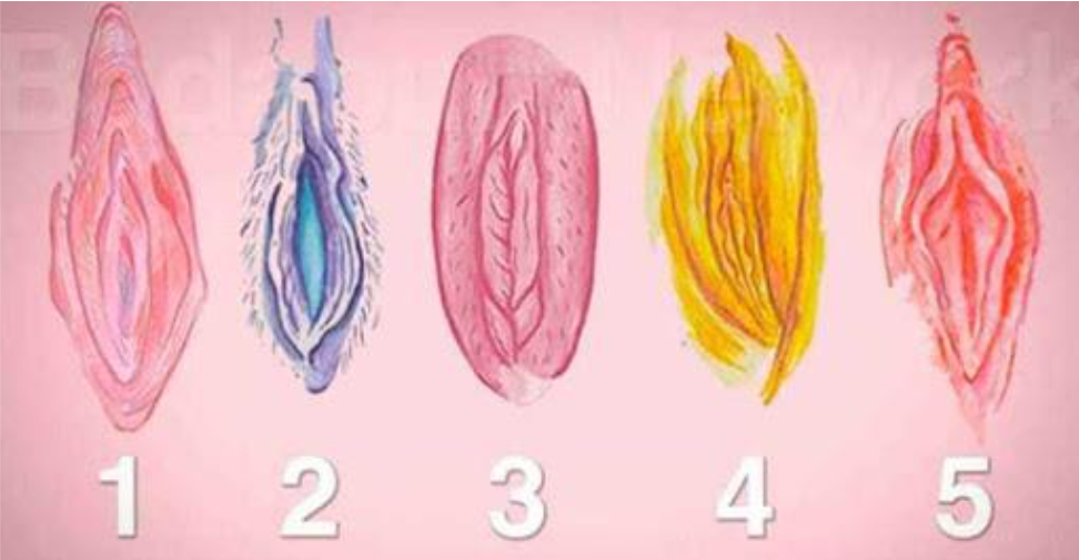 Types Of Vegina Xxx - 7 Vagina Types & Other Variations